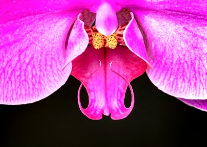 Close up of orchid