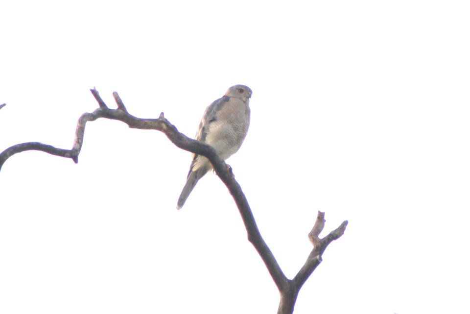 Accipter badius 1