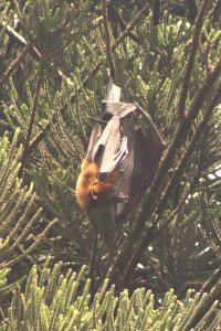 Pteropus giganteus 2