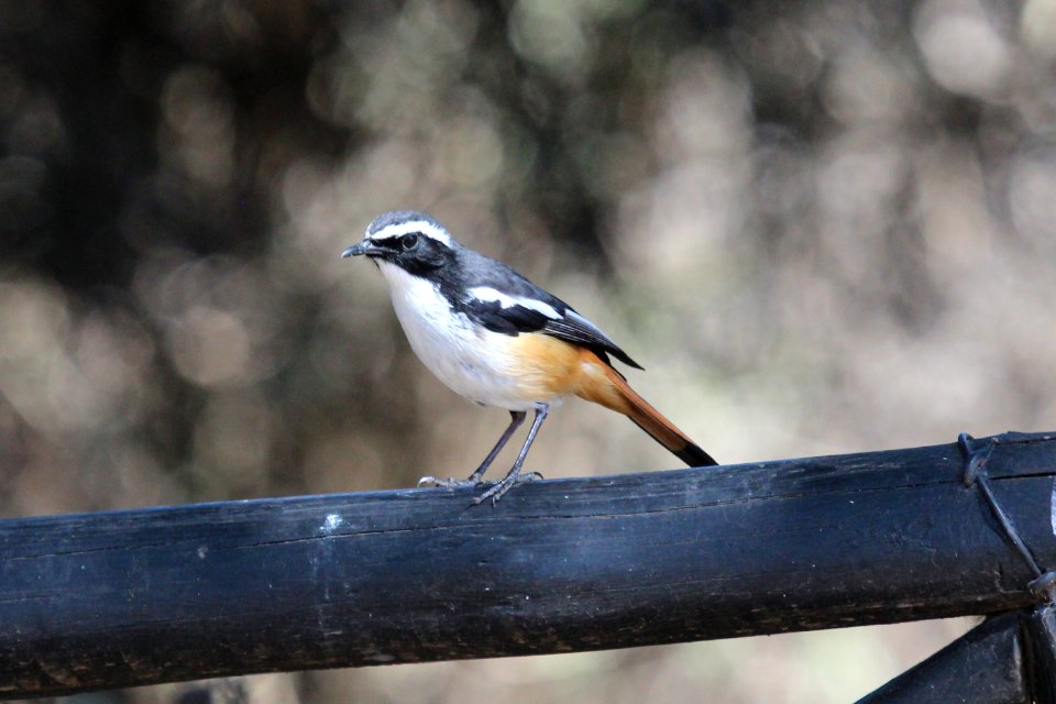Cossypha humeralis 1