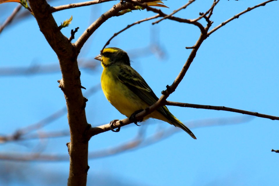 Serinus mozambicus 1