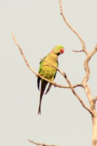 Psittacula krameri 1