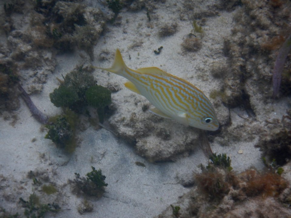 Haemulon flavolineatum 1
