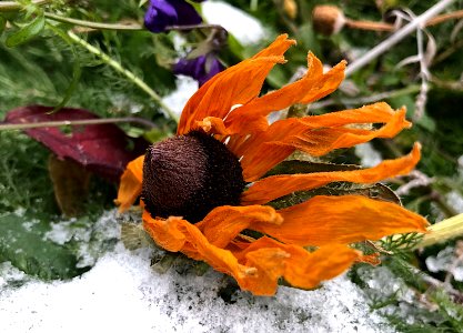 2019/365/283 Blown Backward By the Storm