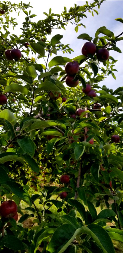 apples and sky