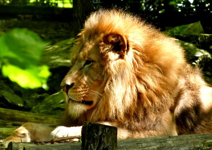 Beauval Zoo