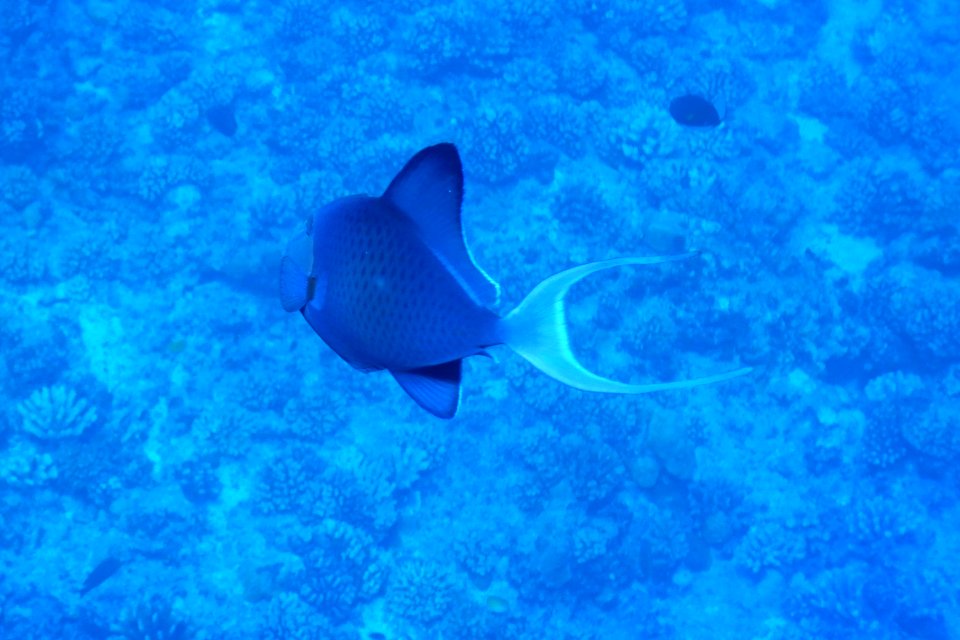 Odonus niger 1