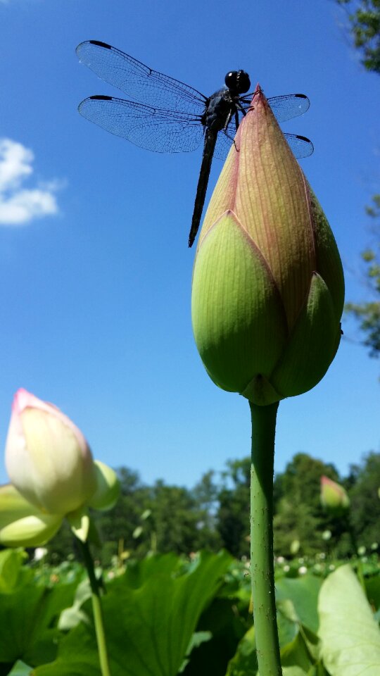 Flower green summer