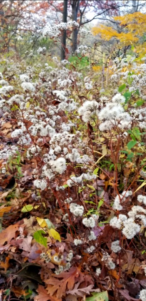 puff-ball weeds