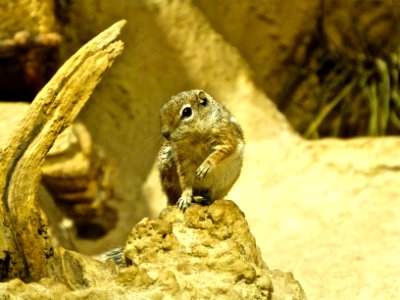 Chipmunk party