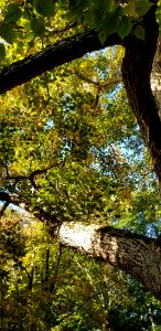 tree canopy photo