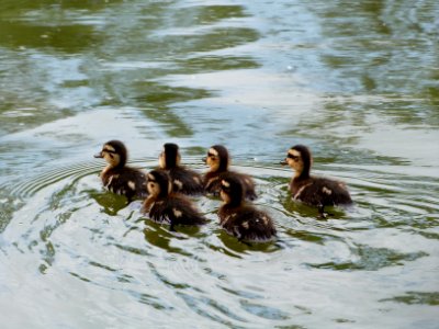 A crew of ducklings! photo