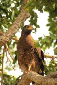Spilornis cheela 1