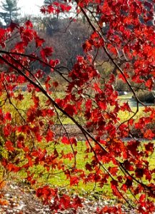 red leaves view photo