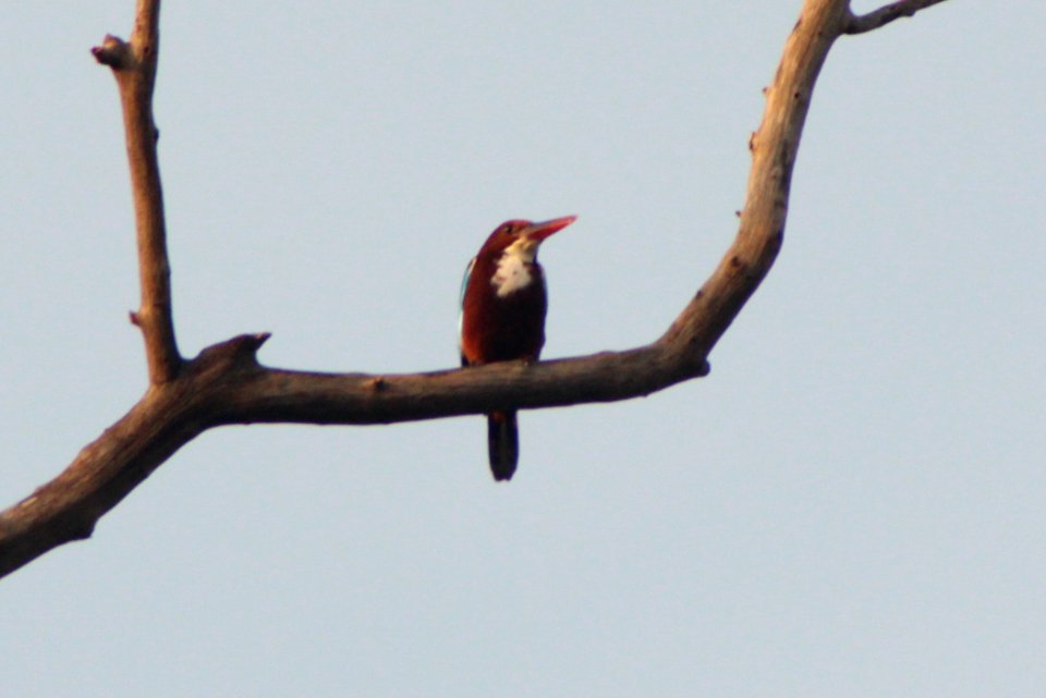 Halcyon smyrnensis 1