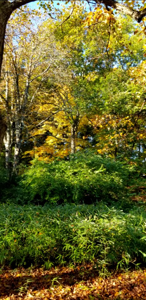 early autumn