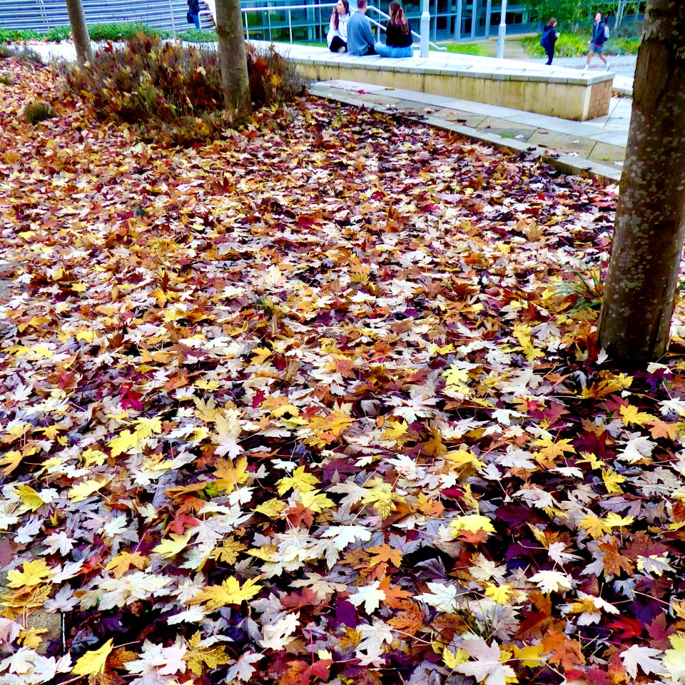 Autumn Leaves