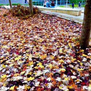 Autumn Leaves