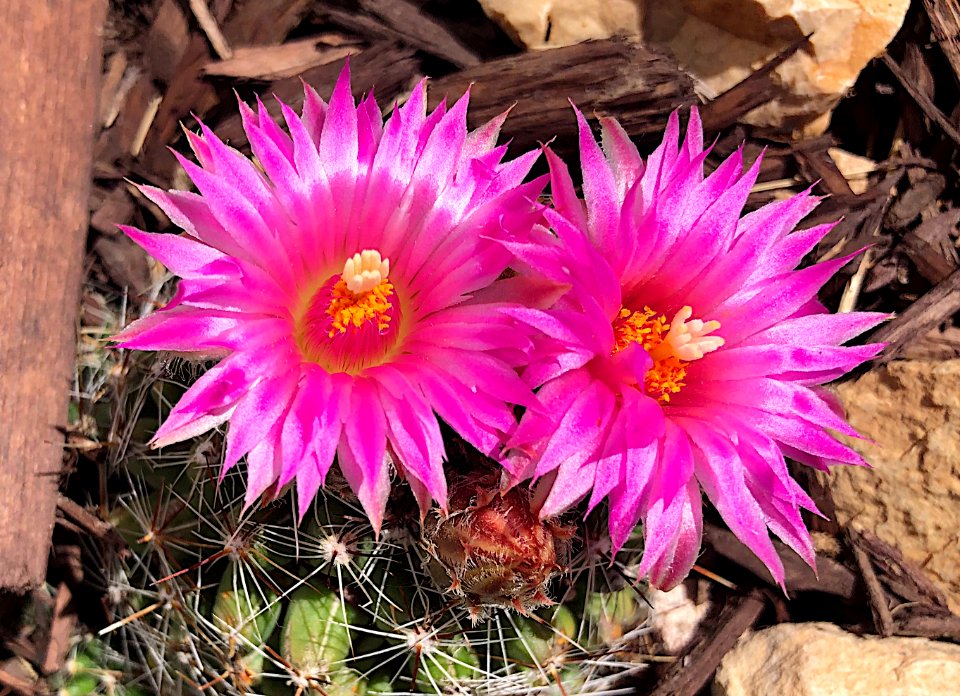 2020/366/176 Cactus Flower Eyes