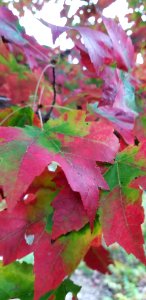 red-green leaves