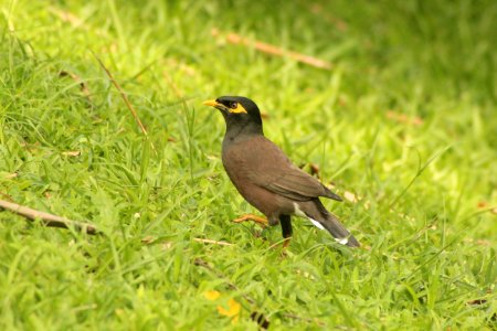 Acridotheres tristis 1