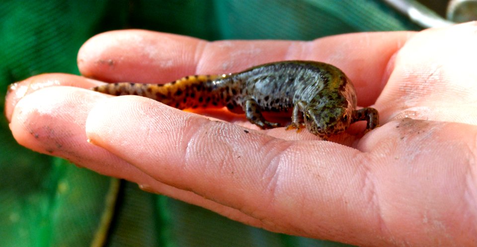 European alpine newt (aquatic form)