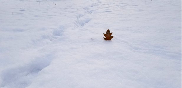 Oak leaf fell in the snow photo