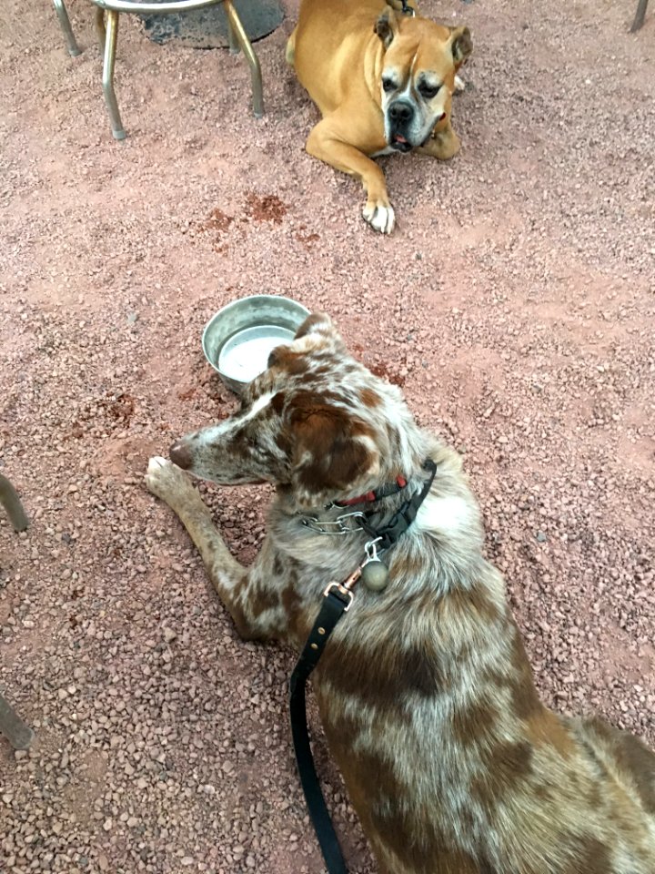 Felix Meets a Buddy