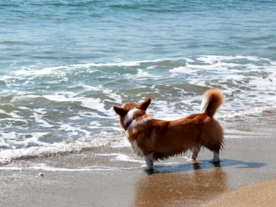 Corgi meetup