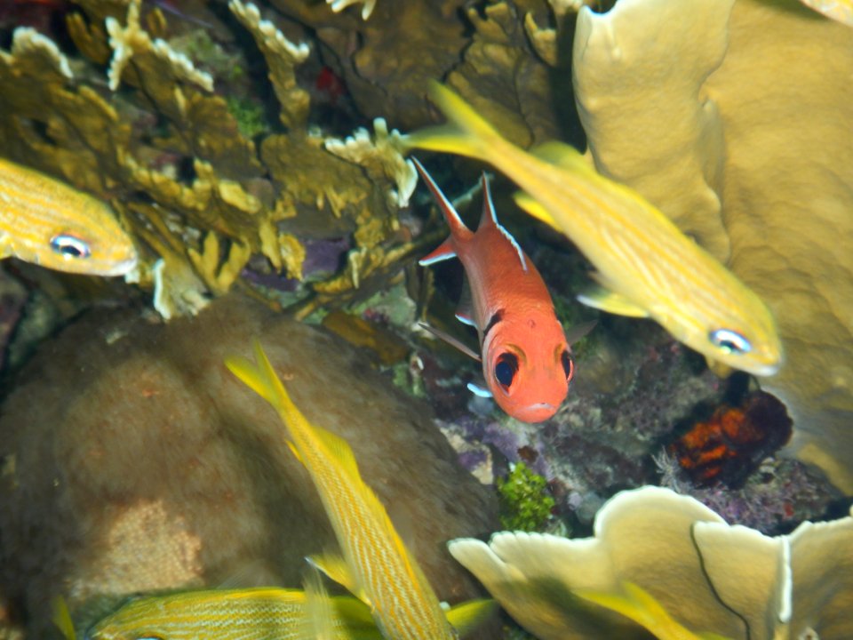 Myripristis jacobus 1