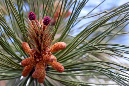 2015/365/142 Birth of Pine Cones photo