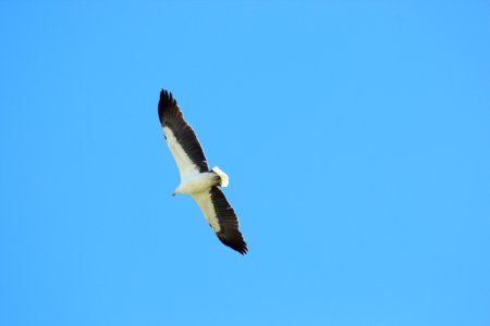 Haliaeetus leucogaster 3 photo