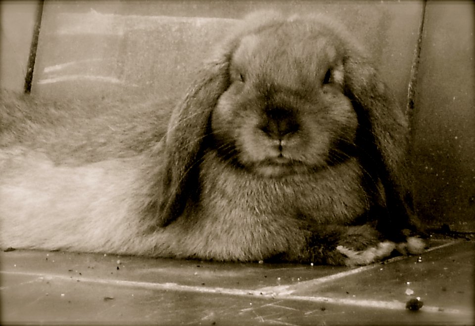 Black/white Chewy