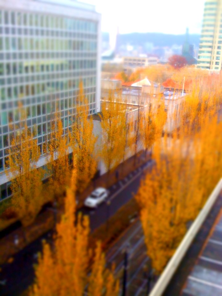Portland Trees Tilt-Shift