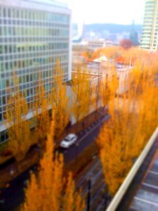 Portland Trees Tilt-Shift