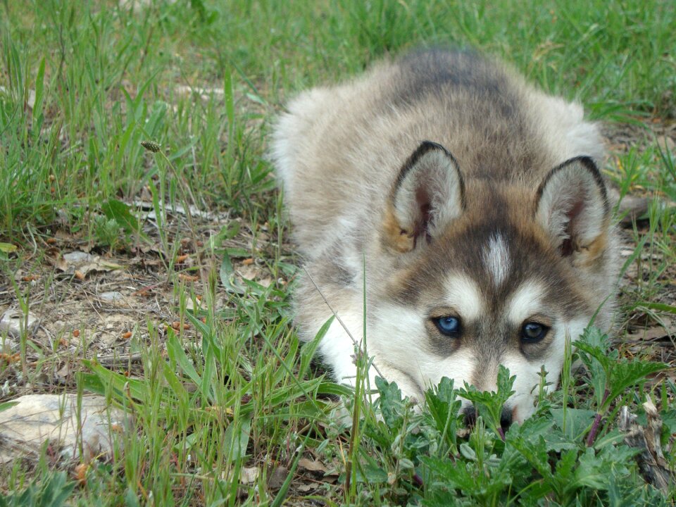 Dog husky pet