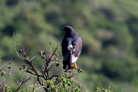 Buteo augur 2