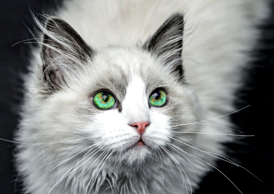 Mackerel cat's eyes pet