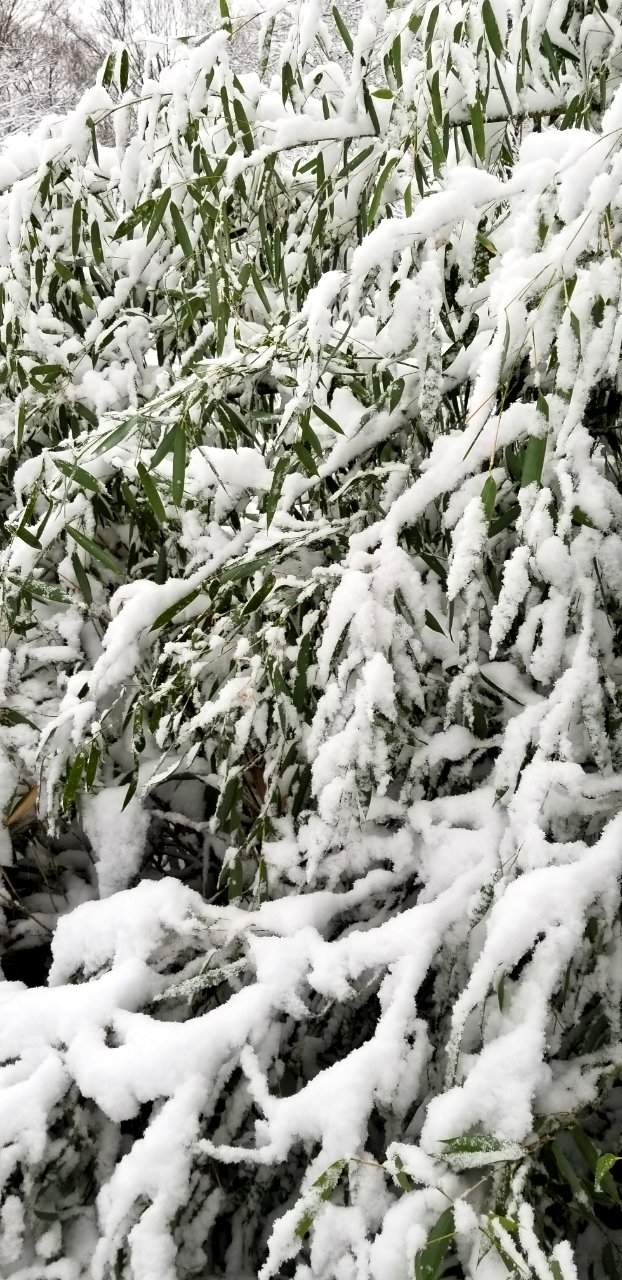 Bamboo snow
