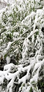 Bamboo snow