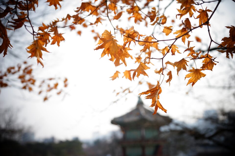 Leaf tree branch