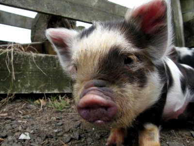 Kunekune Cuteness photo