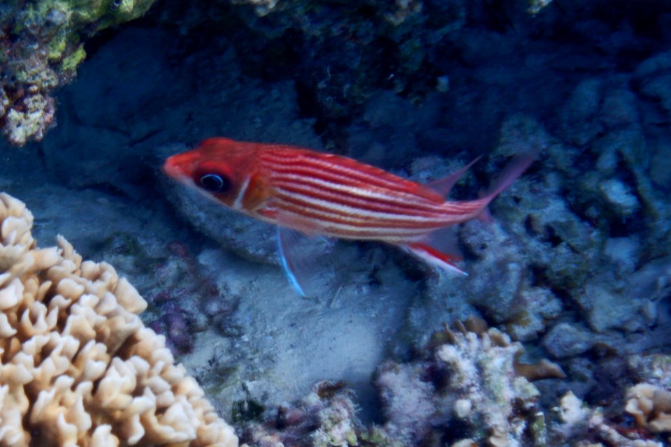 Sargocentron diadema 1