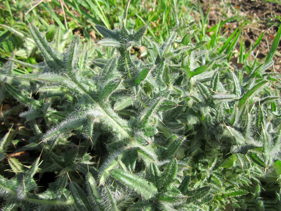 Plumeless thistle flora plant