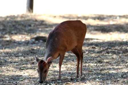 Cephalophus natalensis 1