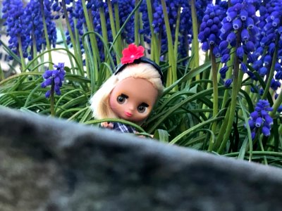 Purple Flowers