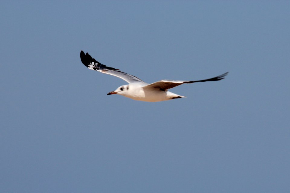 Larus cirrocephalus 1