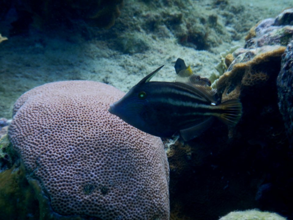 Cantherhines pullus 1