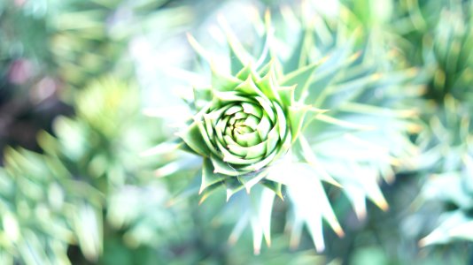 Araucaria