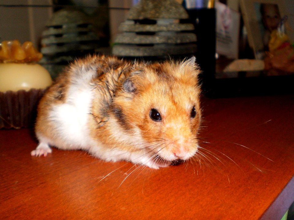 Cookie has a stomach tumor.